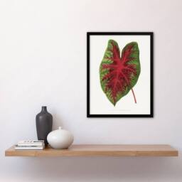 Artery8 AF Lydon B Fawcett Caladium Bicolor Splendens Leaf Framed Art Print in White - Size: A4 - thumbnail 4