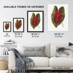 Artery8 AF Lydon B Fawcett Caladium Bicolor Splendens Leaf Framed Art Print in White - Size: A4 - thumbnail 3