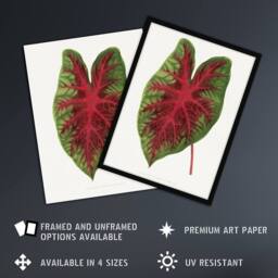 Artery8 AF Lydon B Fawcett Caladium Bicolor Splendens Leaf Framed Art Print in White - Size: A4 - thumbnail 2
