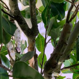 Leaf 100cm Realistic Artificial Ficus Tree / Plant Bush Ficus in Green - thumbnail 4