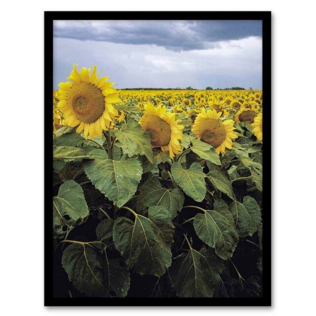 Artery8 Carol M Highsmith A Kansas Sunflower Field Up Close Framed Art Print - Size: A4 - image 1