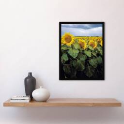 Artery8 Carol M Highsmith A Kansas Sunflower Field Up Close Framed Art Print - Size: A4 - thumbnail 2