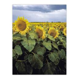 Artery8 Carol M Highsmith A Kansas Sunflower Field Up Close Framed Art Print - Size: A4 - thumbnail 3