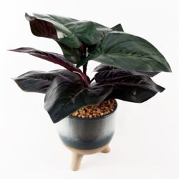 Leaf 35cm Artificial Ficus Plant with Teal Blue Green Ceramic Planter - thumbnail 3