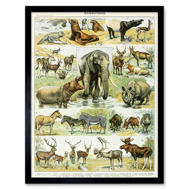 "Artery8 Millot Encyclopedia Page Mammals Rhino Hippo 12x16"" Framed Art Print - Size: W12"" x H16""" - image 1