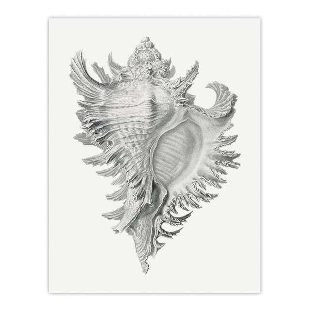 "Artery8 Whelk Sea Snail Shell Drawing Haeckel Botanical Wall Art Print Poster in White - Size: W12"" x H16""" - image 1