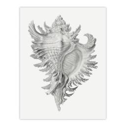 "Artery8 Whelk Sea Snail Shell Drawing Haeckel Botanical Wall Art Print Poster in White - Size: W12"" x H16""" - thumbnail 1