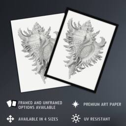 "Artery8 Whelk Sea Snail Shell Drawing Haeckel Botanical Wall Art Print Poster in White - Size: W12"" x H16""" - thumbnail 2