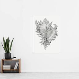 "Artery8 Whelk Sea Snail Shell Drawing Haeckel Botanical Wall Art Print Poster in White - Size: W12"" x H16""" - thumbnail 4