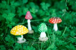 Marco Paul Pack of 4 Multi Coloured Toadstools Secret Fairy Garden Ornaments Plant Mushrooms - thumbnail 6
