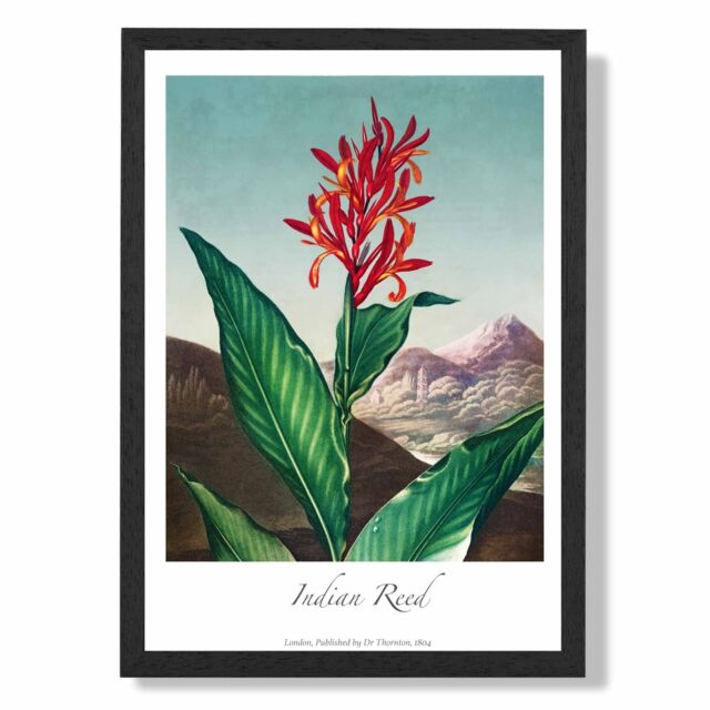 ARTZE Vintage Floral Exhibition - Indian Reed Framed Print SIZE: A2 with Black Frame in Red - Size: A4 - image 1