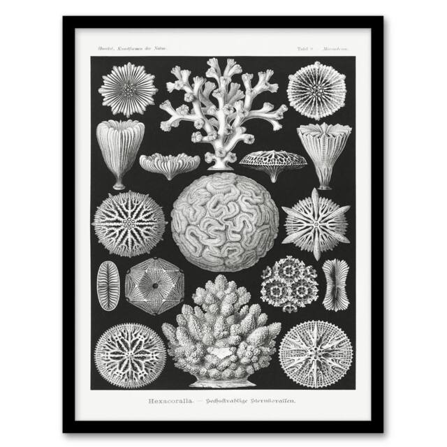 Artery8 Ernst Haeckel Framed Wall Art Hexacorallia Marine Life Illustration in Black - Size: A4 - image 1