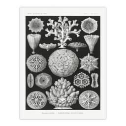 Artery8 Ernst Haeckel Framed Wall Art Hexacorallia Marine Life Illustration in Black - Size: A4 - thumbnail 3