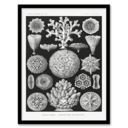 Artery8 Ernst Haeckel Framed Wall Art Hexacorallia Marine Life Illustration in Black - Size: A4 - thumbnail 1