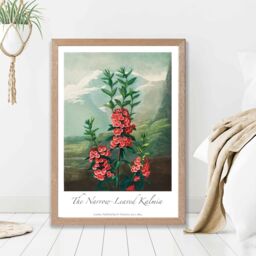 ARTZE Vintage Floral Exhibition - Kalmia Flowers Framed Print SIZE: A3 with Oak Frame in Pink - thumbnail 2