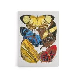 "Artery8 Vintage Butterflies Yellow Red Blue Canvas Wall Art Print Seguy - Size: W24"" x H32""" - thumbnail 1