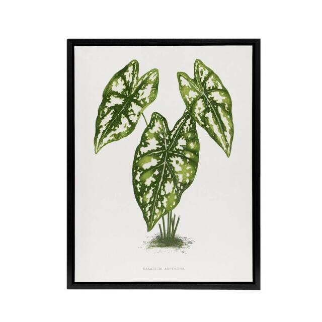 "Artery8 AF Lydon B Fawcett Caladium Humboldtii Leaves Framed Canvas Art Print in White - Size: W12"" x H16""" - image 1