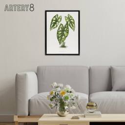 "Artery8 AF Lydon B Fawcett Caladium Humboldtii Leaves Framed Canvas Art Print in White - Size: W12"" x H16""" - thumbnail 3