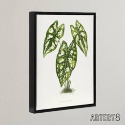 "Artery8 AF Lydon B Fawcett Caladium Humboldtii Leaves Framed Canvas Art Print in White - Size: W12"" x H16""" - thumbnail 2