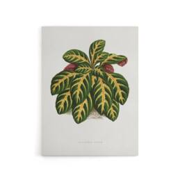 "Artery8 Lydon & Fawcett Eranthemum Igneum Golden Vein Plant Canvas Art Print in White - Size: W12"" x H16""" - thumbnail 1