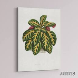 "Artery8 Lydon & Fawcett Eranthemum Igneum Golden Vein Plant Canvas Art Print in White - Size: W12"" x H16""" - thumbnail 2