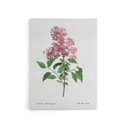 "Artery8 Chinese Lilac Floral Redoute Vintage Canvas Wall Art in White - Size: W18"" x H24""" - thumbnail 1