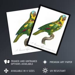 "Artery8 The Turquoise Fronted Amazon Parrot Levaillant Wall Art Poster Print in White - Size: W12"" x H16""" - thumbnail 2