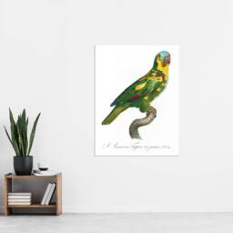 "Artery8 The Turquoise Fronted Amazon Parrot Levaillant Wall Art Poster Print in White - Size: W12"" x H16""" - thumbnail 4