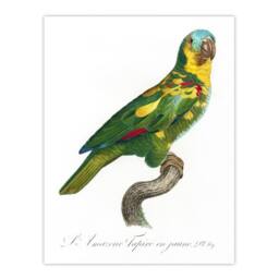 "Artery8 The Turquoise Fronted Amazon Parrot Levaillant Wall Art Poster Print in White - Size: W12"" x H16""" - thumbnail 1