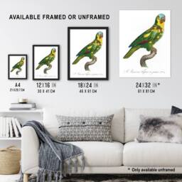 "Artery8 The Turquoise Fronted Amazon Parrot Levaillant Wall Art Poster Print in White - Size: W12"" x H16""" - thumbnail 3