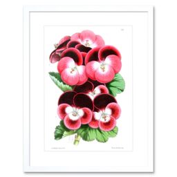 "Artery8 Wall Art Print Flower Pansy Pink Art Framed 9x7 inch in White - Size: W7"" x H9""" - thumbnail 1