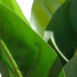 Leaf Artificial Foliage Plant Potted Aureum 45cm in Green - thumbnail 4