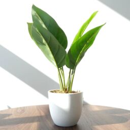 Leaf Artificial Foliage Plant Potted Aureum 45cm in Green - thumbnail 3