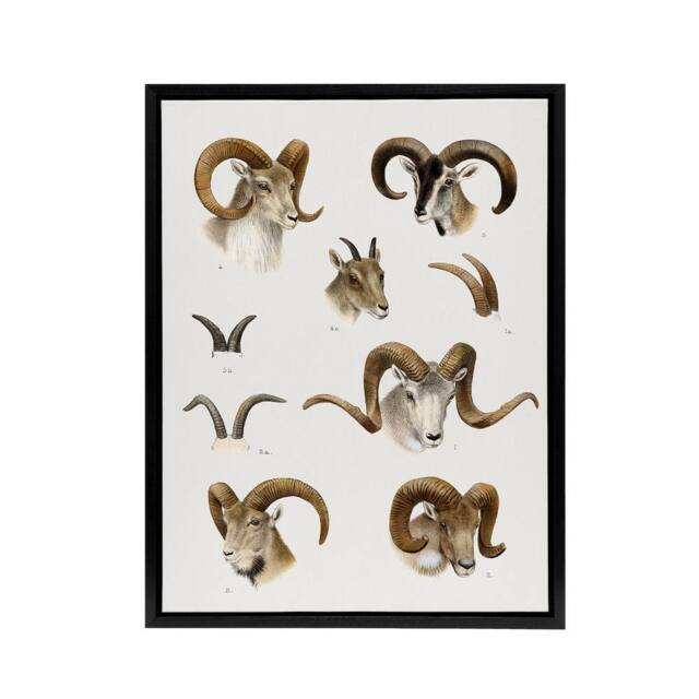 "Artery8 Wild Bovidae Vintage Illustration Lydekker Black Framed Canvas Art in White - Size: W12"" x H16""" - image 1
