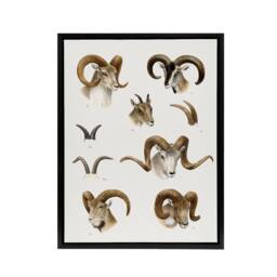 "Artery8 Wild Bovidae Vintage Illustration Lydekker Black Framed Canvas Art in White - Size: W12"" x H16""" - thumbnail 1