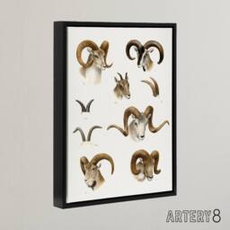 "Artery8 Wild Bovidae Vintage Illustration Lydekker Black Framed Canvas Art in White - Size: W12"" x H16""" - thumbnail 2