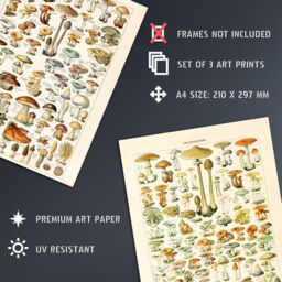 Artery8 Wall Art Print Iconic s Of Mushrooms Vintage Millot Set Of 3 s Kitchen Aesthetic Fungus Champignon A4 - thumbnail 4