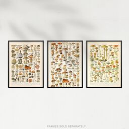 Artery8 Wall Art Print Iconic s Of Mushrooms Vintage Millot Set Of 3 s Kitchen Aesthetic Fungus Champignon A4 - thumbnail 5