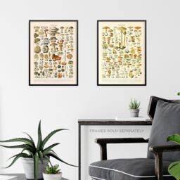 Artery8 Wall Art Print Iconic s Of Mushrooms Vintage Millot Set Of 3 s Kitchen Aesthetic Fungus Champignon A4 - thumbnail 6