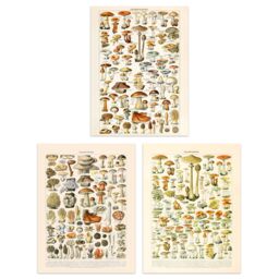 Artery8 Wall Art Print Iconic s Of Mushrooms Vintage Millot Set Of 3 s Kitchen Aesthetic Fungus Champignon A4 - thumbnail 1