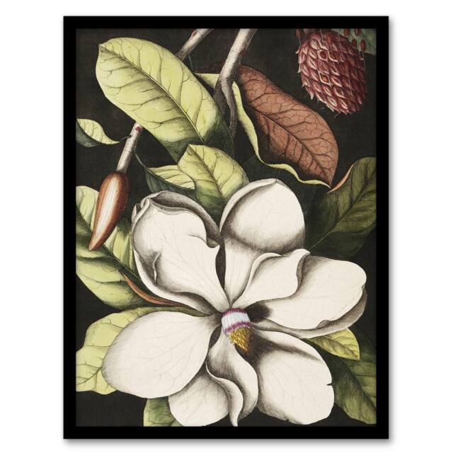 Artery8 Laurel Tree Magnolia Altissima Flower Catesby Framed Wall Art Print - Size: A4 - image 1