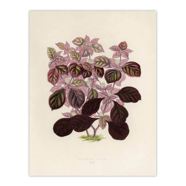 "Artery8 Joyweed Plant Vintage Botanical Artwork Fawcett Wall Art Poster Print in Beige - Size: W24"" x H32""" - image 1