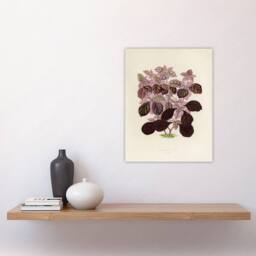 "Artery8 Joyweed Plant Vintage Botanical Artwork Fawcett Wall Art Poster Print in Beige - Size: W24"" x H32""" - thumbnail 4