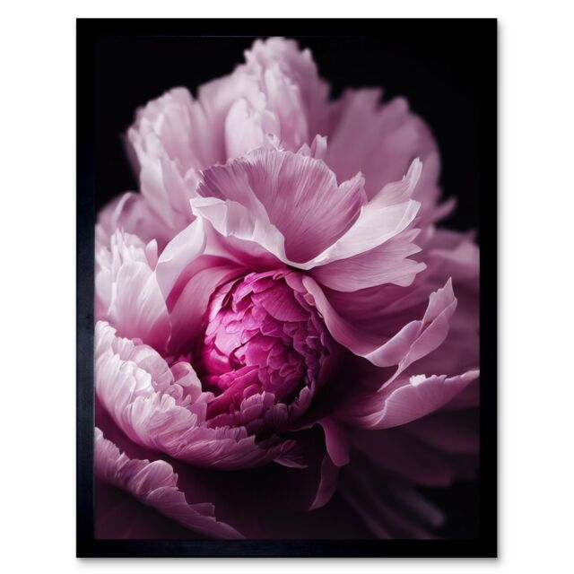 "Artery8 Wall Art Print Pink Peony Blooming Petals Macro Photograph Art Framed in Black - Size: W12"" x H16""" - image 1