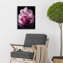 "Artery8 Wall Art Print Pink Peony Blooming Petals Macro Photograph Art Framed in Black - Size: W12"" x H16""" - thumbnail 2