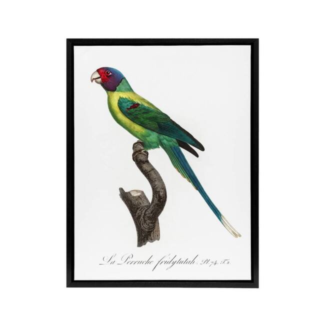 "Artery8 The Plum Headed Parakeet Francois Levaillant Framed Canvas Wall Art in White - Size: W24"" x H32""" - image 1