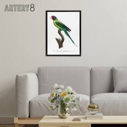 "Artery8 The Plum Headed Parakeet Francois Levaillant Framed Canvas Wall Art in White - Size: W24"" x H32""" - thumbnail 3