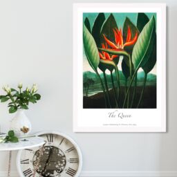 ARTZE Vintage Floral Exhibition - The Queen Tropical Flower Framed Print SIZE: A4 with White Frame in Red - thumbnail 2