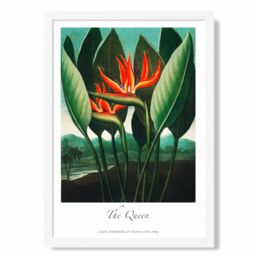 ARTZE Vintage Floral Exhibition - The Queen Tropical Flower Framed Print SIZE: A4 with White Frame in Red - thumbnail 1