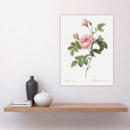 "Artery8 Boursault Rose Floral Redoute Vintage Wall Art Print Poster in White - Size: W12"" x H16""" - thumbnail 4